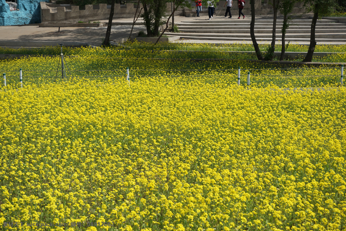 油菜花 花海 公园 黄花 花丛 花草盆栽 生物世界 花草