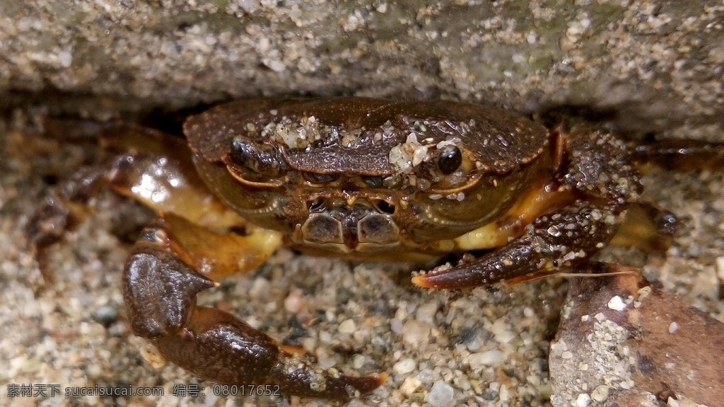 蟹 螃蟹 河蟹 蟹类 蟹脚 蟹钳 爬行动物 甲壳生物 小螃蟹 抓螃蟹 生物世界 昆虫