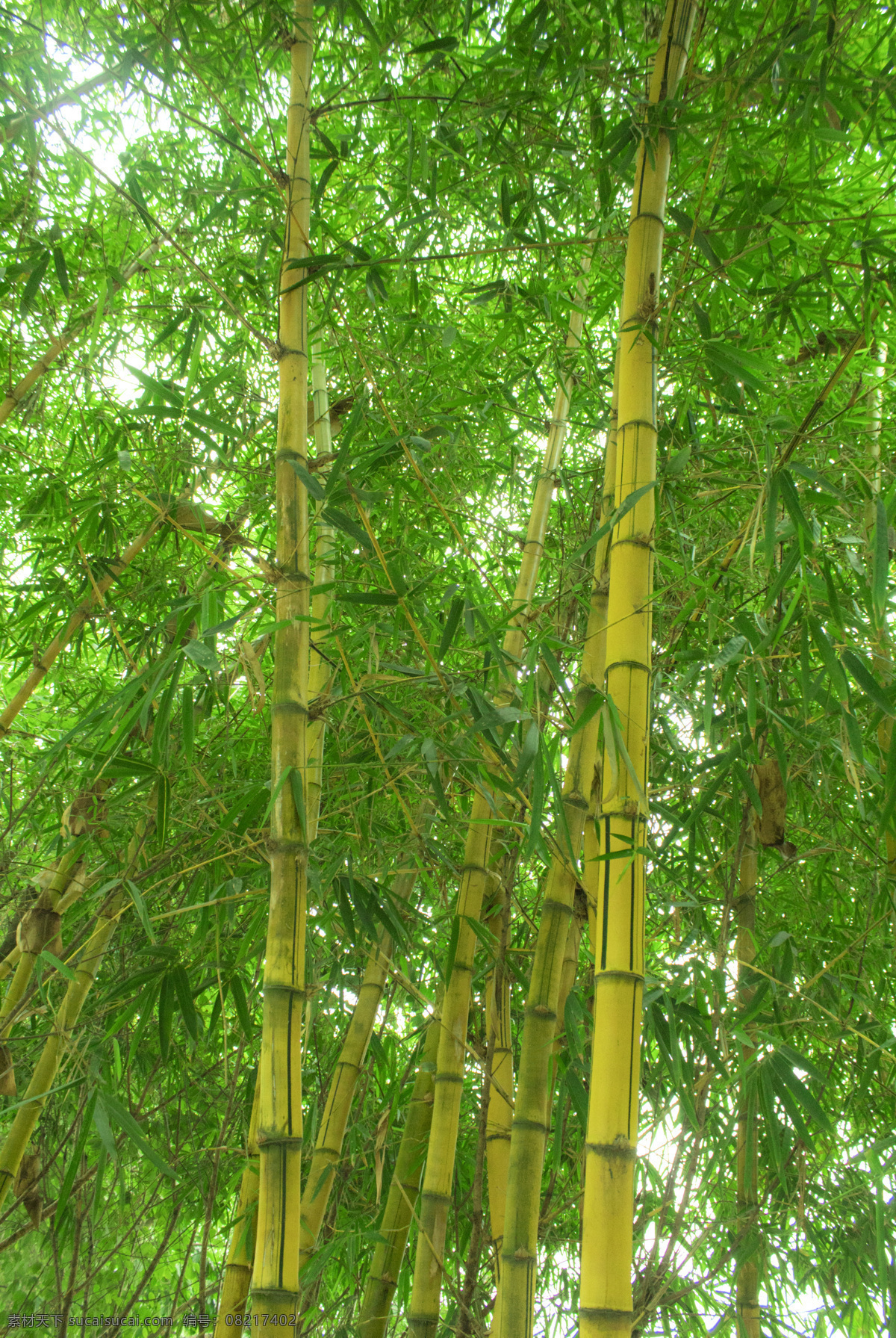 竹林 竹子 植物 背景 图 竹叶 竹竿 摄影图 照片 清新 风景