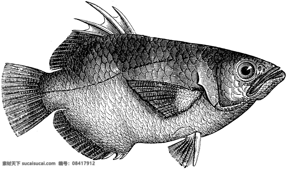 水生动物 fish 鱼 动物素描 设计素材 动物专辑 素描速写 书画美术 白色