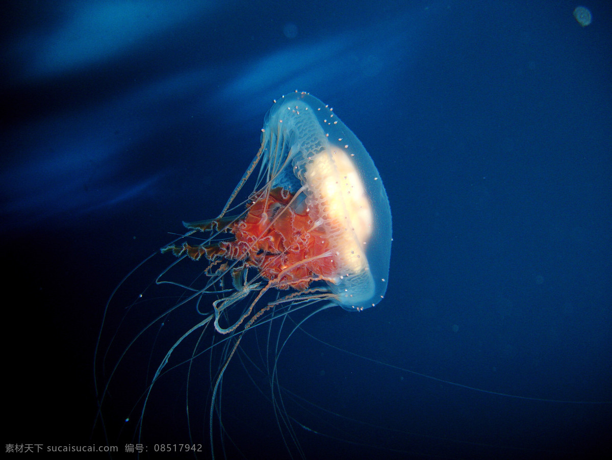 水母 海洋生物 海底世界 海洋 礁石 生物世界 鱼 鱼类 珊蝴礁石 珊蝴 海底景色