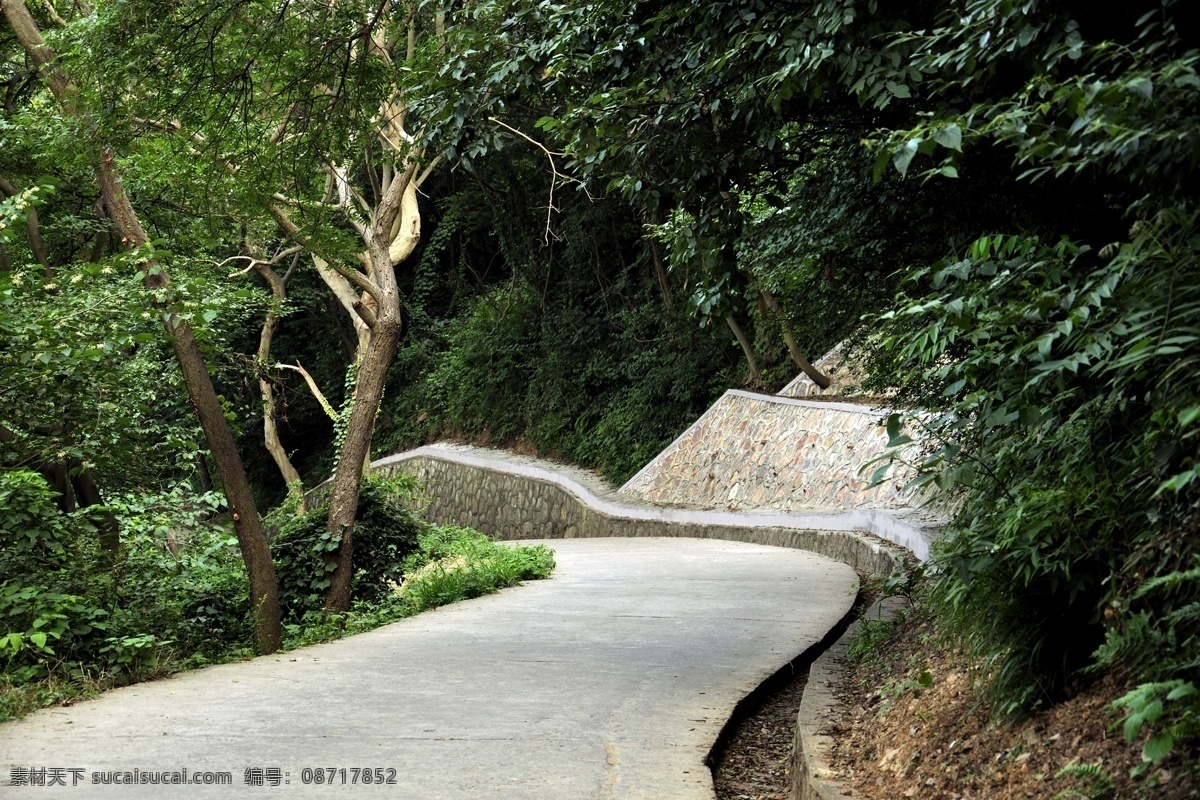 山路 南京 紫金山 林荫 风景名胜 自然景观