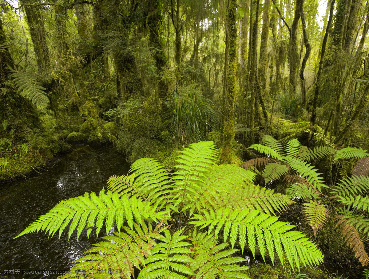 热带雨林 风光 自然风景 美丽风景 风景摄影 树林 森林 自然风光 山水风景 风景图片