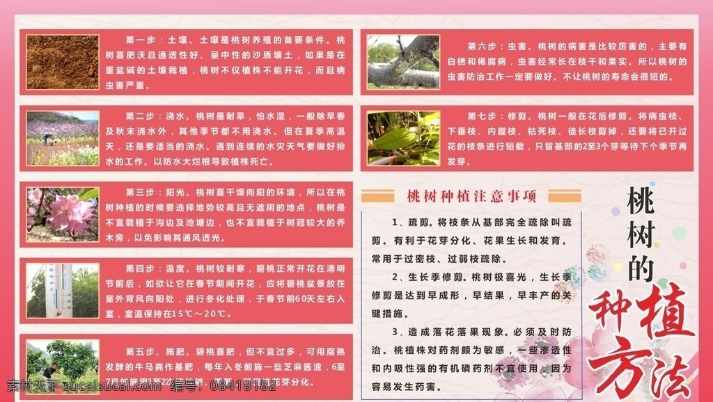 桃树 种植 方法 种植方法 粉色 排版 展板