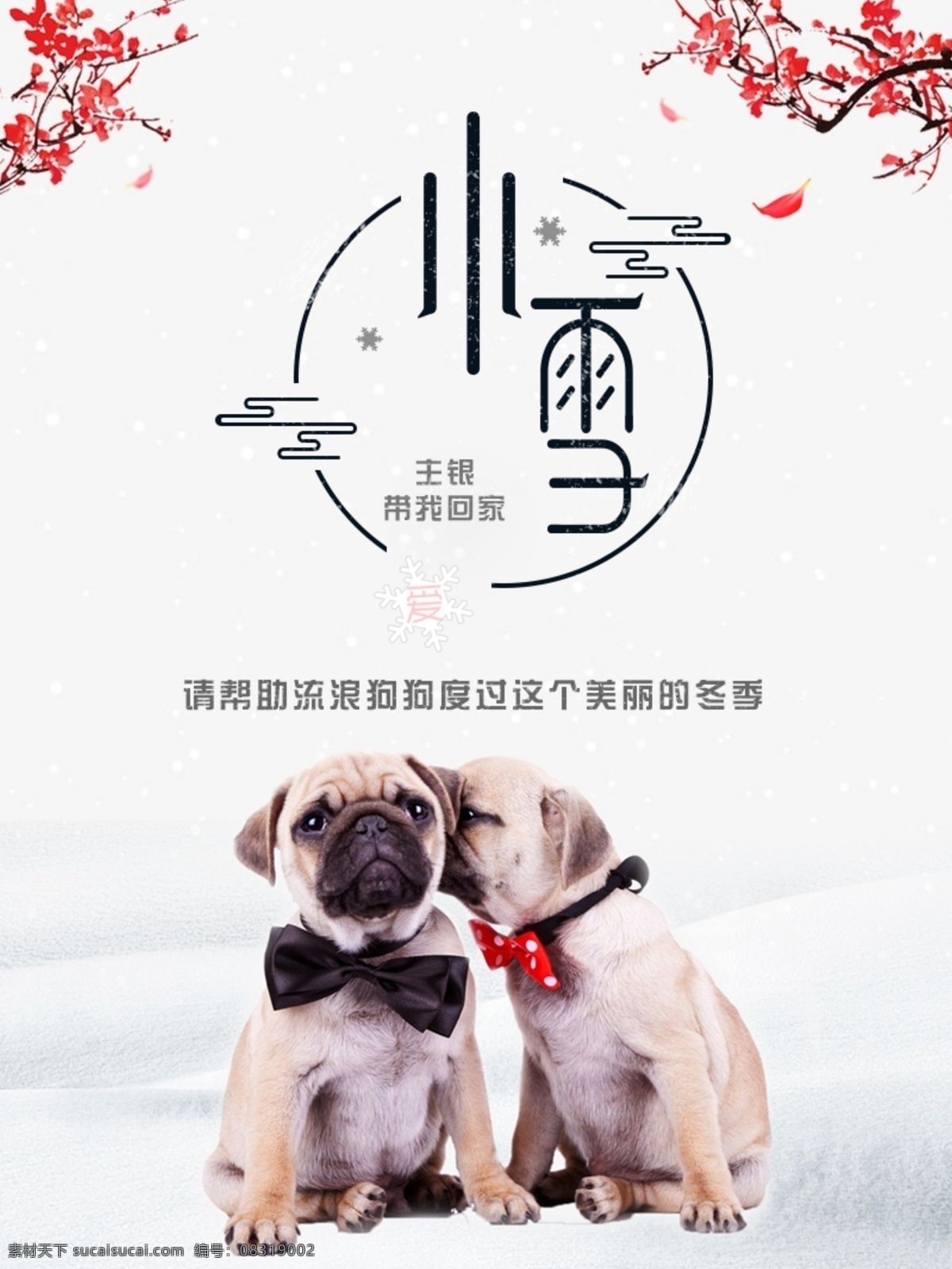 关爱流浪动物 小雪 帮助流浪狗