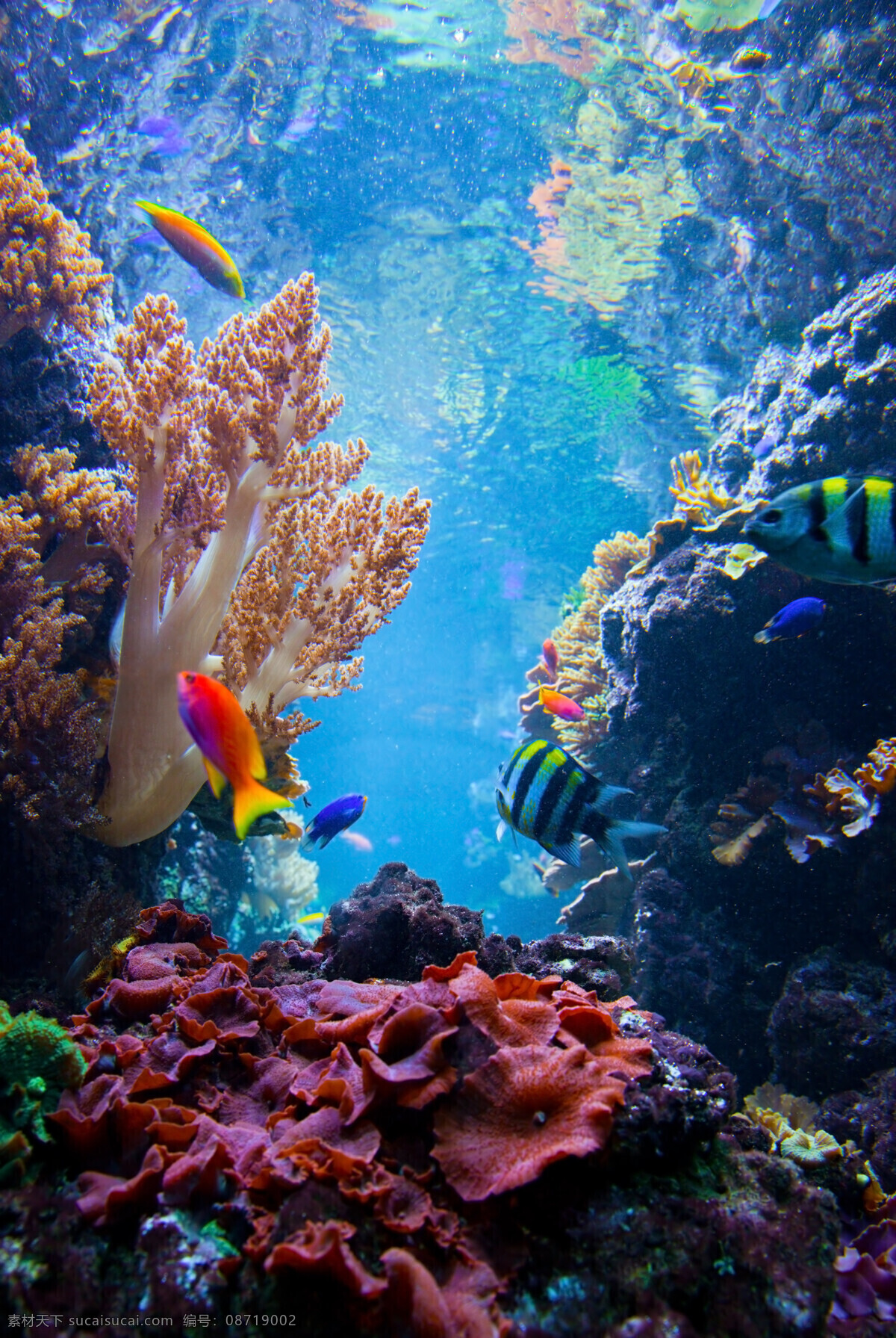 海参 海底世界 海水 珊瑚 生物 生物世界 水滴 底 世界 水下 游鱼 鱼类 斑纹 珊瑚礁 鱼群 野生动物