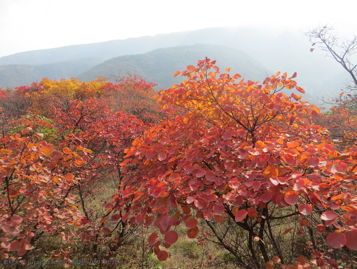 嵩山红叶 登封 嵩山 少室山 五乳峰 少林景区 黄栌 红叶 树林 野草 嵩山风光 生物世界 树木树叶