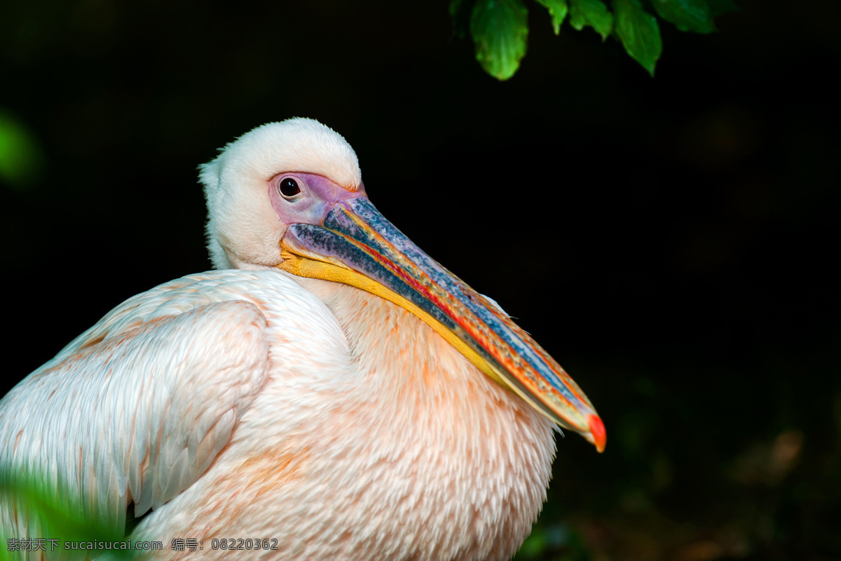 长嘴 白色 嘴 空中飞鸟 鸟类 禽类 动物 野生动物 动物世界 动物摄影 生物世界