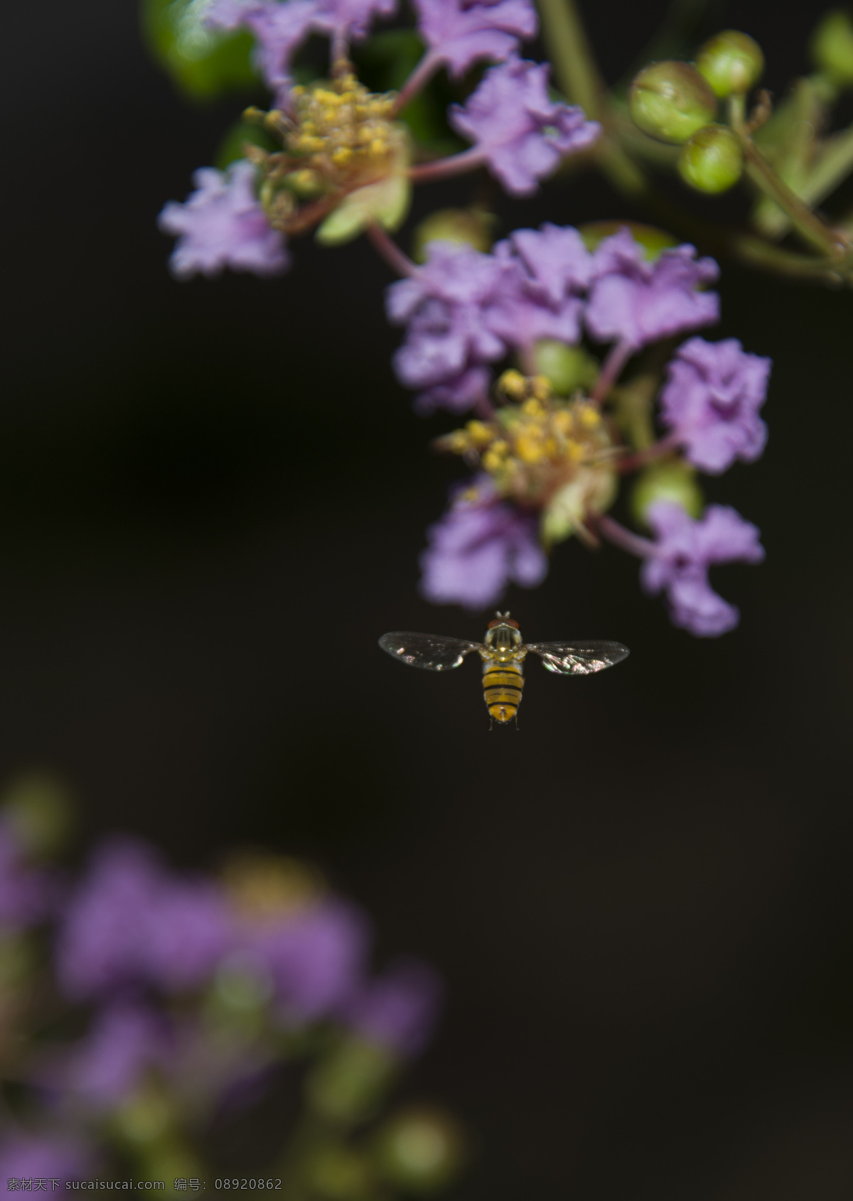 蜜蜂 丁香花 飞行 昆虫 忙碌 蜜蜂采蜜 生物世界 花蜜 飞在花丛中 紫丁香
