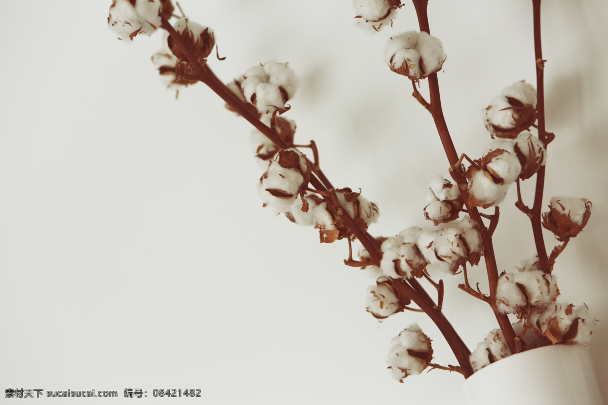 棉花 花枝 白棉花 长绒棉 枯枝 植物 生物世界 花草