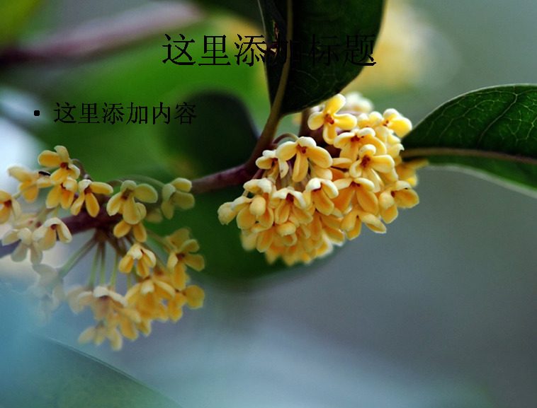 中秋 植物 桂花 高清 ppt4 黄色 自然风景 中秋节 迷人景色 模板