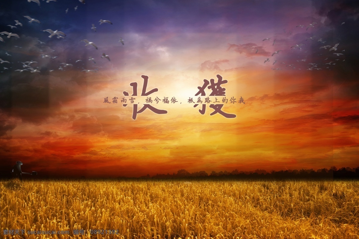 收获的季节 麦收 春天 秋天 夕阳 农民伯伯 发黄的麦子 大雁 海报