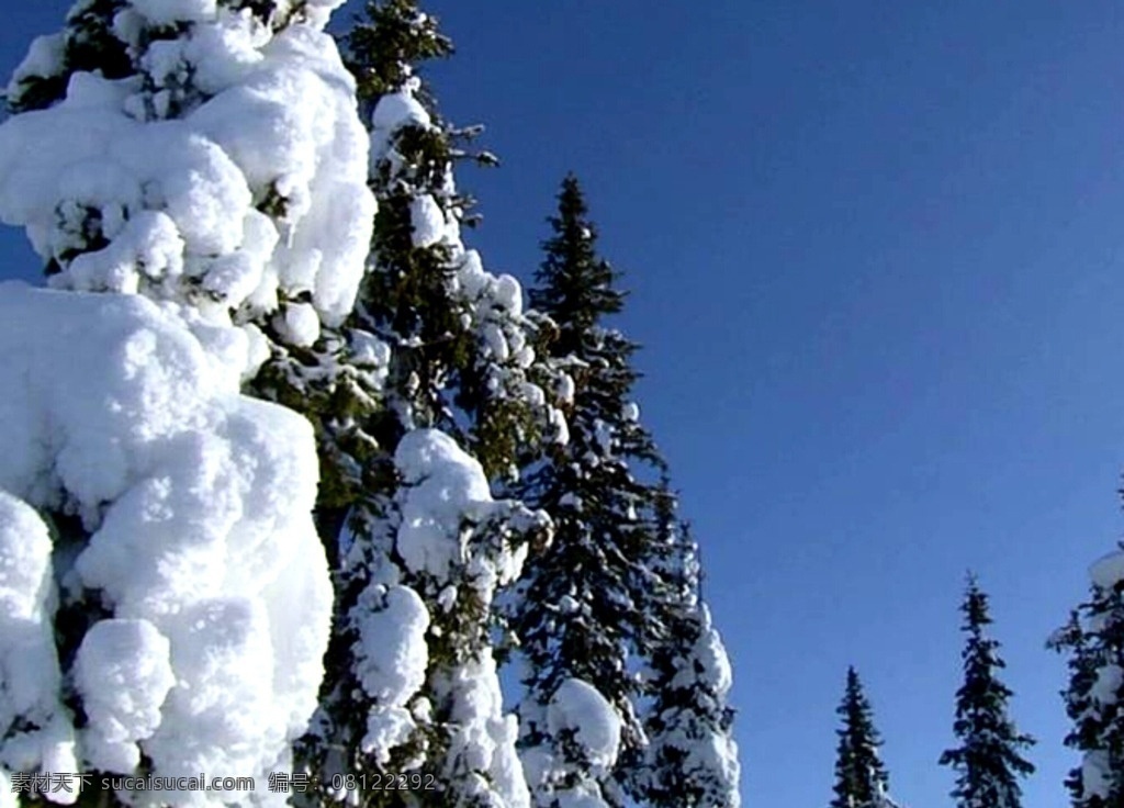 森林雪景 雪 实拍视频素材 蓝色的天空 树上的积雪 多媒体 实拍视频 自然风光 mov