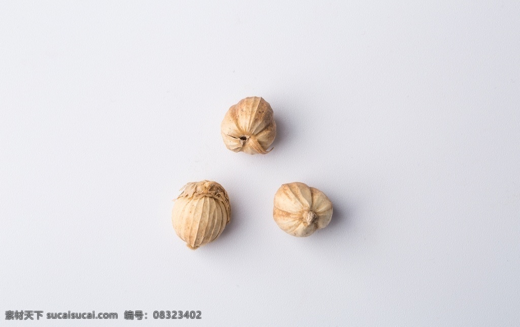 多骨 壳蔻 白蔻 百叩 叩仁 中药 中药材 药材 食物 食材 食物原料 中药白豆蔻 餐饮美食