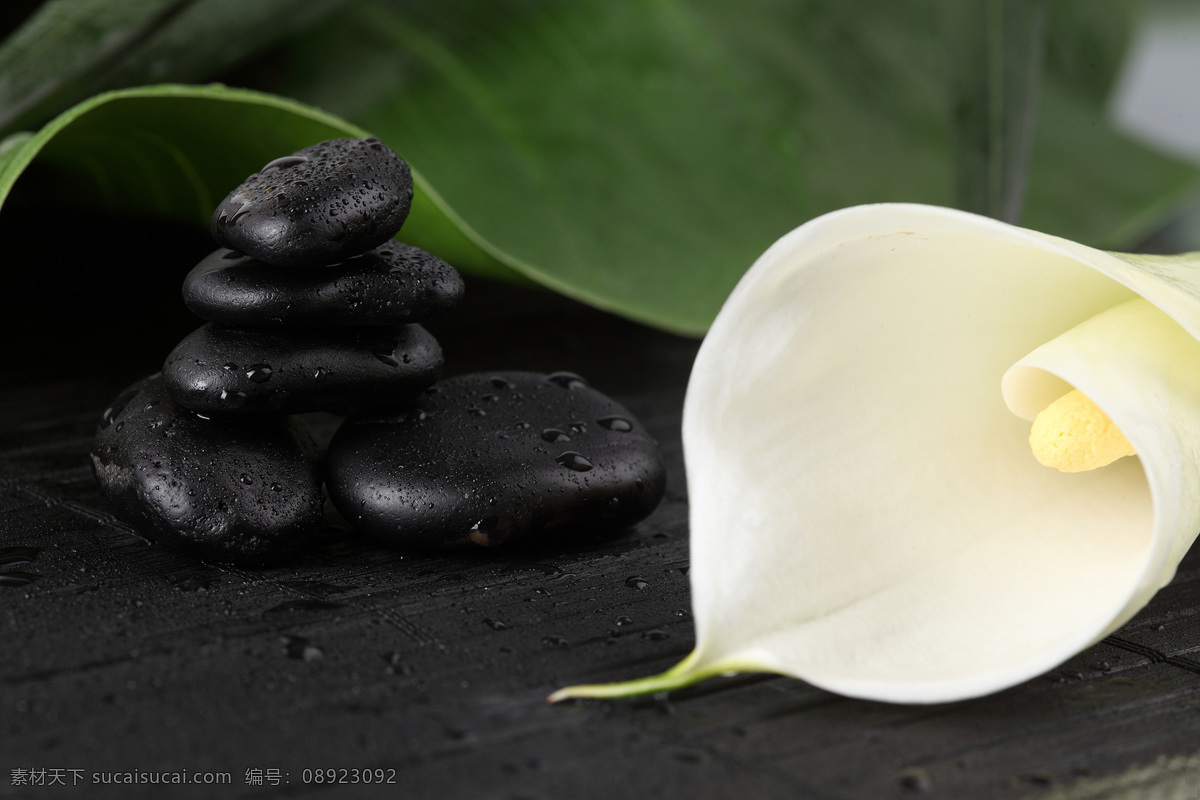 马蹄莲 黑色 砭石 石头 花瓣 植物花朵 美丽鲜花 漂亮花朵 花卉 鲜花摄影 花草树木 生物世界