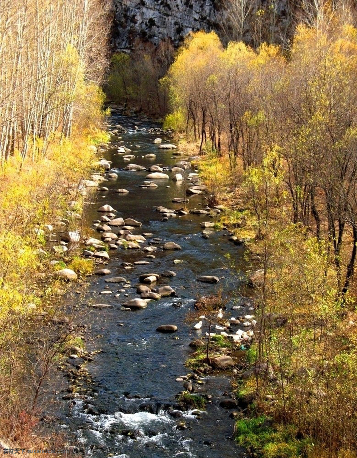 自然风景 旅游摄影 摄影图 树 小溪