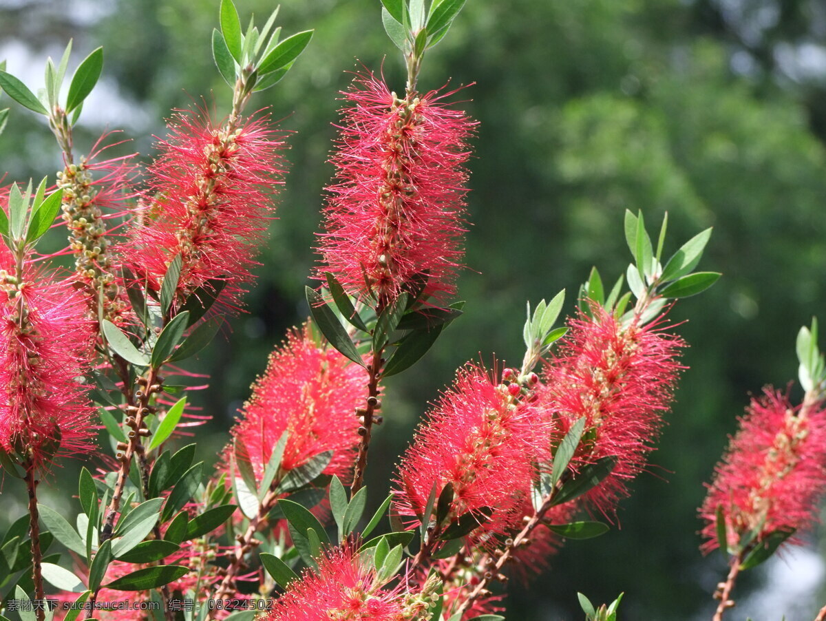 串钱柳 春天 自然 红花 郊游 背景 野花 小灌木 花草 生物世界