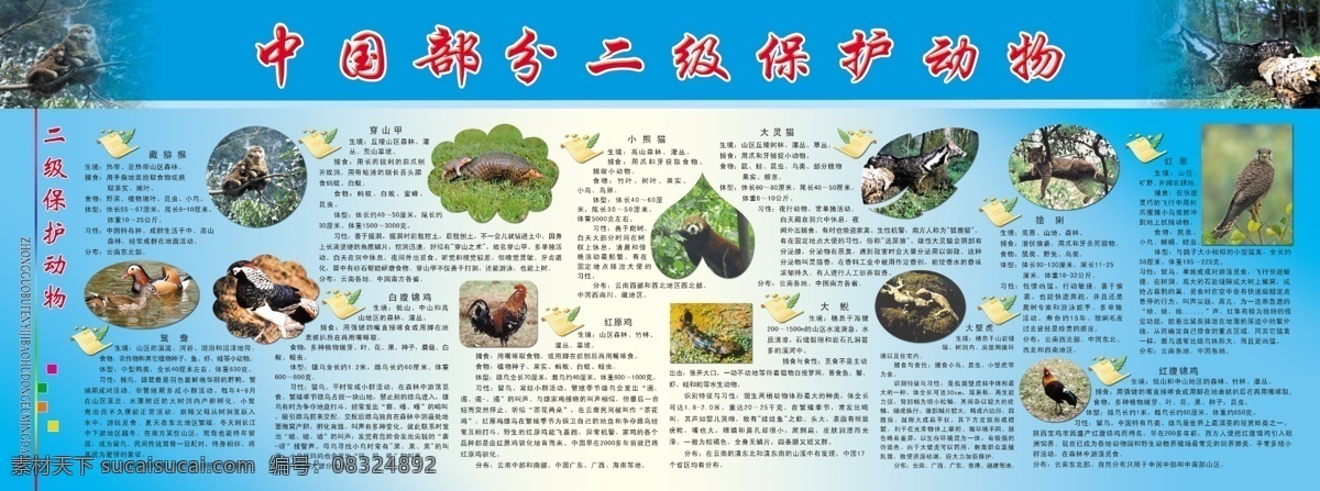中国 二级 保护 动物 学校 展板 校园文化 国家 内容 背景 鸟类 哺乳类动物 分层 源文件