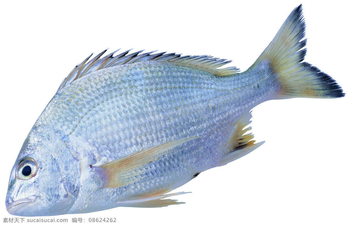 贝壳 大闸蟹 海参 海鲜 海鱼 龙虾 螺 墨鱼 水产食材高精 虾 对虾 蟹 螃蟹 海蟹 鱼 鱿鱼 乌贼 生物世界 鱼类 水产食材 摄影图库