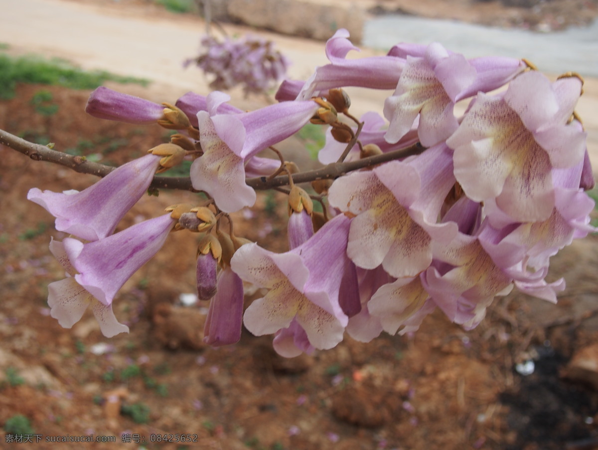 美丽 梧桐 树花 高清 桐树 桐树花 粉红花 花朵