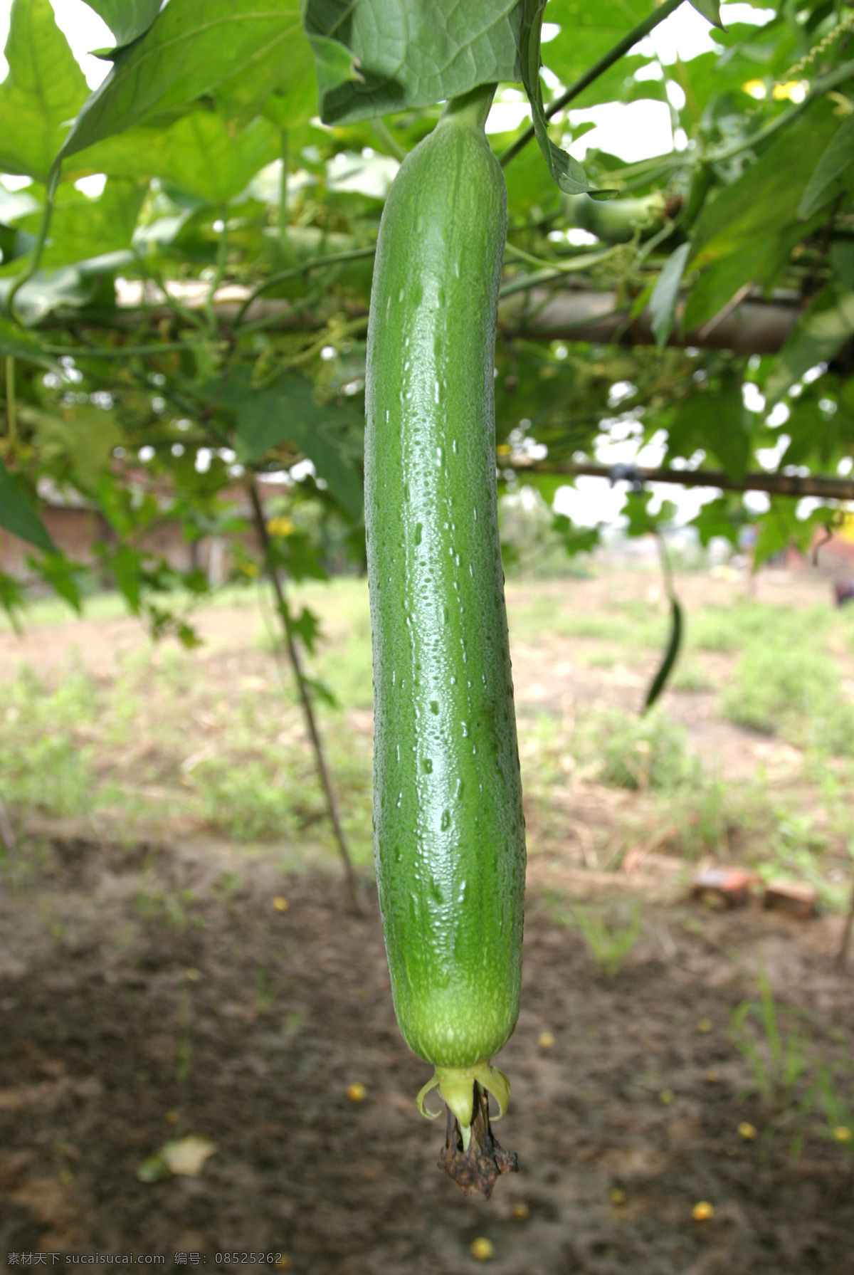 丝瓜 丝瓜藤 丝瓜花 丝瓜叶 丝瓜梗 丝瓜特写 生物世界 蔬菜