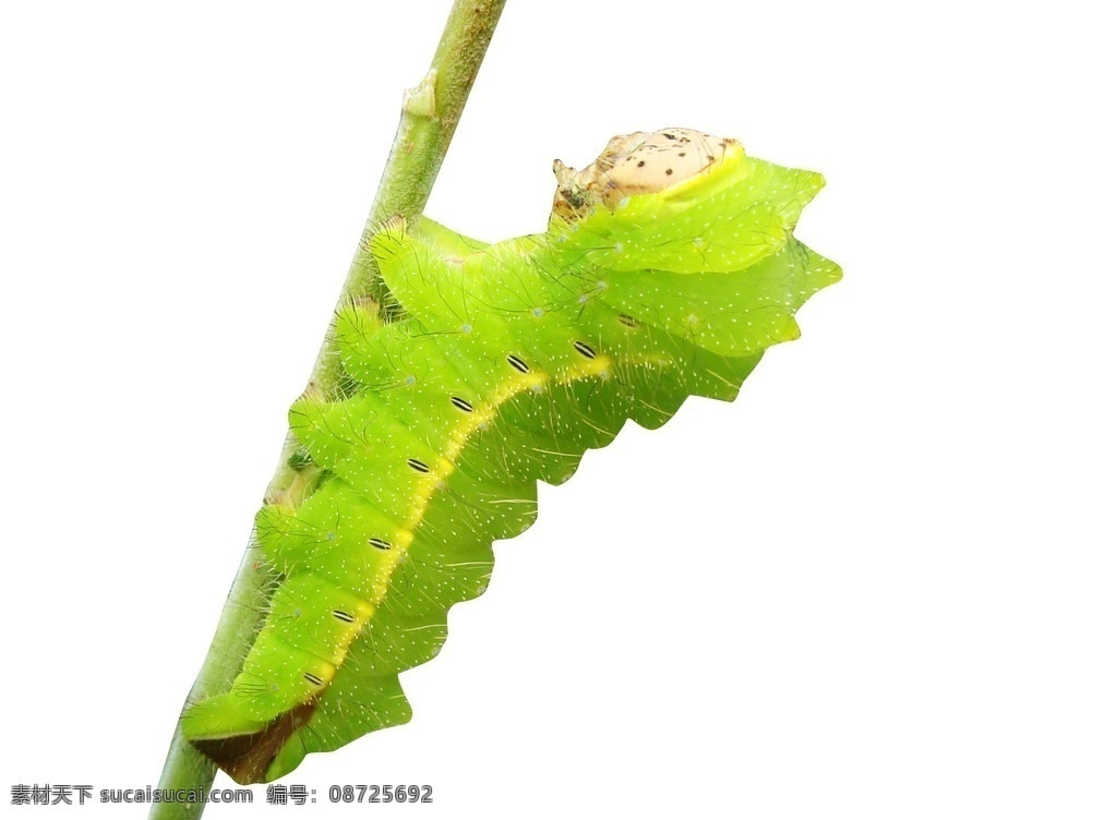 柞蚕 绿蚕 昆虫 生物世界