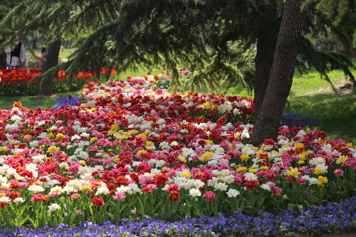 春天 花开 百花齐放 公 公园 花朵 自然景观 自然风景