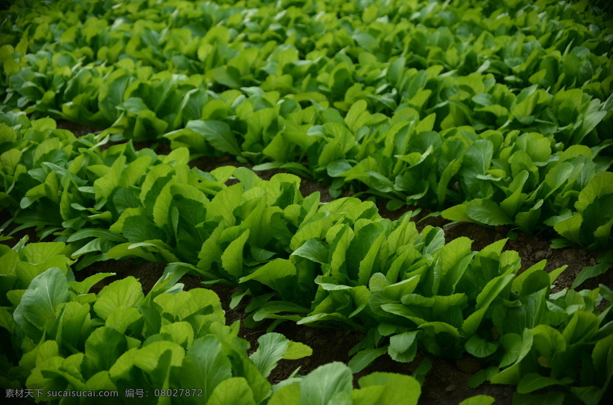 蔬菜大棚 农用大棚 塑料大棚 现代农业 绿色蔬菜 农业种植 农作物蔬菜 生物世界 蔬菜