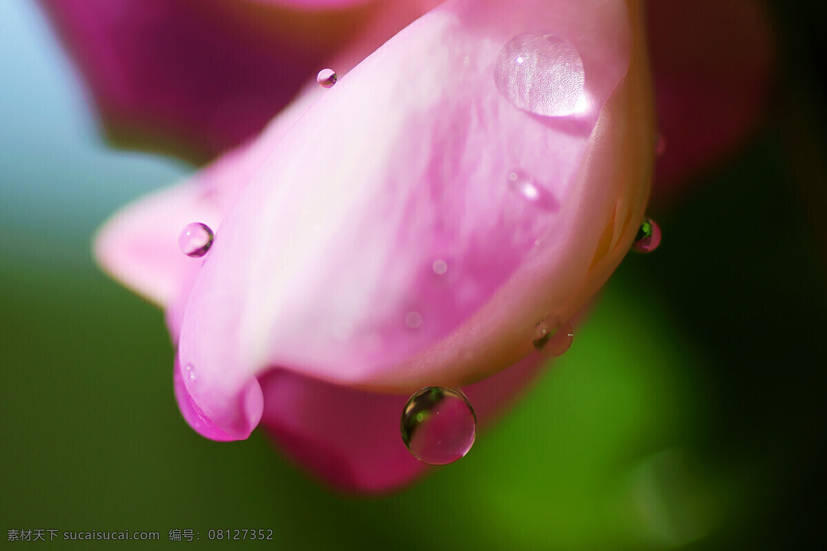 槐花 花草 绿色 生物 生物世界 水滴 肉眼难见 psd源文件