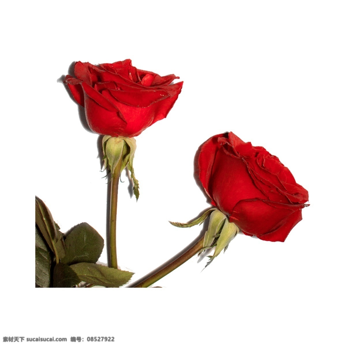 玫瑰花 免 抠 情人节 红玫瑰 情感 植物 水彩 爱情 玫瑰 节日 花卉 花朵 鲜花 两 朵