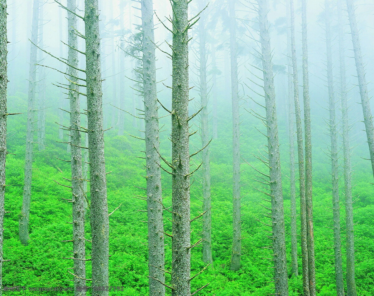 森林 风光 背景 风景 季节 旅游 森林风光 摄影图库 树 树林 树木 休闲 自然 自然风景 自然景观 生活 旅游餐饮