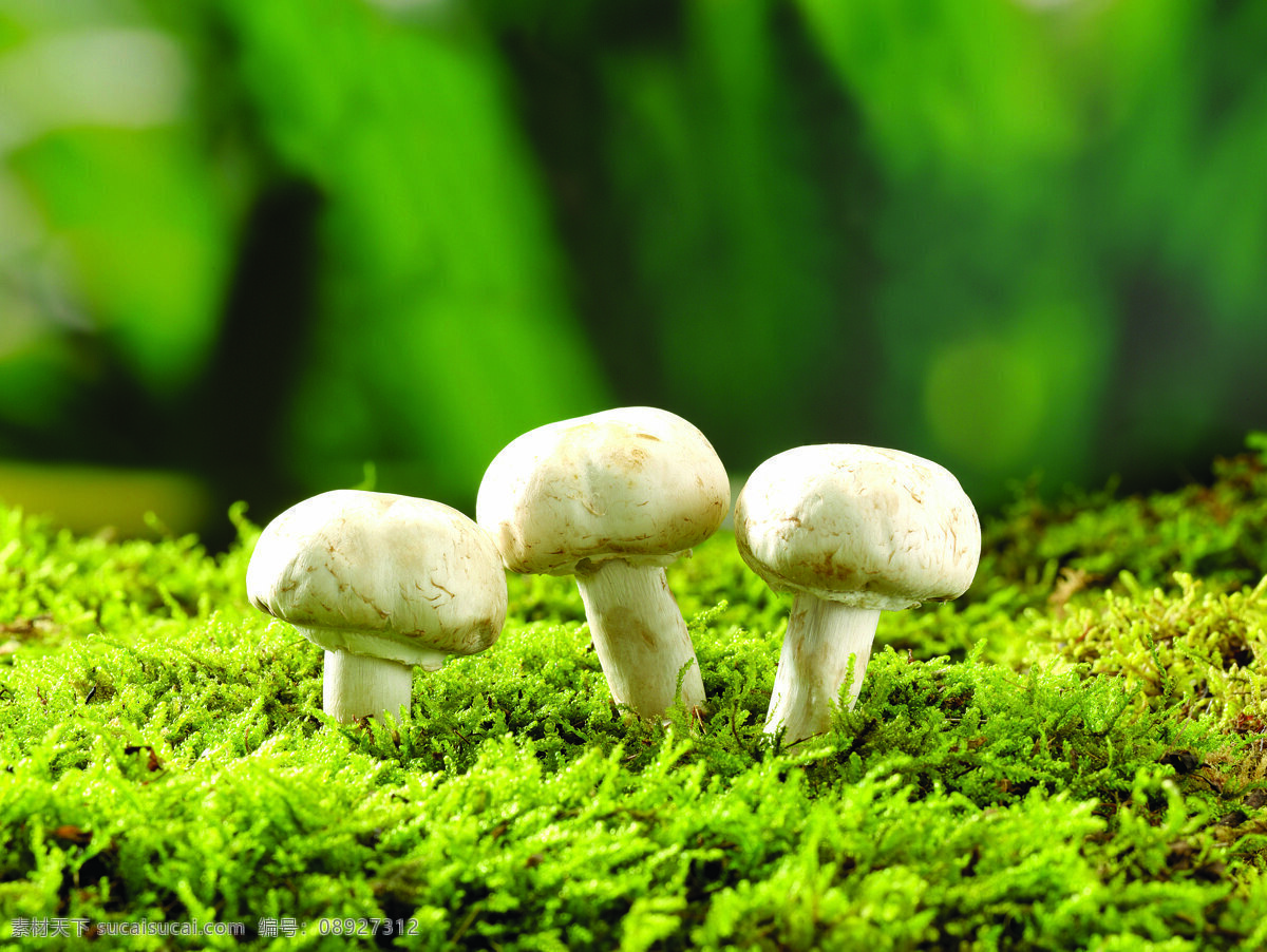蘑菇 特写 草地 菌类 绿地 生物世界 蔬菜 樱桃 蘑菇特写 蔬菜主题 风景 生活 旅游餐饮