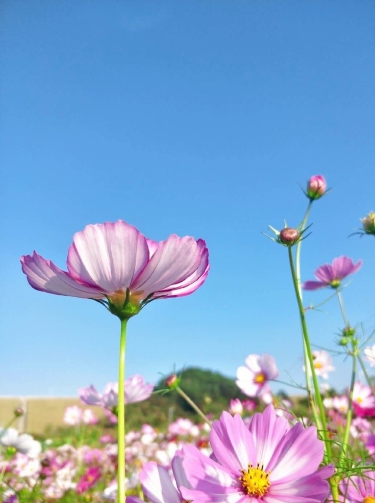 花朵 格桑花 自然风景 花瓣 天空 蓝天 花蕊 鲜花 盛开 绿色背景 植物 菊花 花草 花卉植物 波斯菊 淡紫色 自然景观 花海