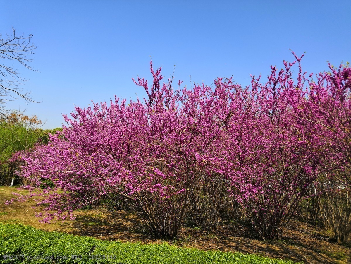 紫荆花 紫荆树 蓝天 春天 花海 人物 古装 鲜花 花团锦簇 浪漫 海报 紫红 白色 绽放 花 花瓣 背景 花草树木 生物世界 花草