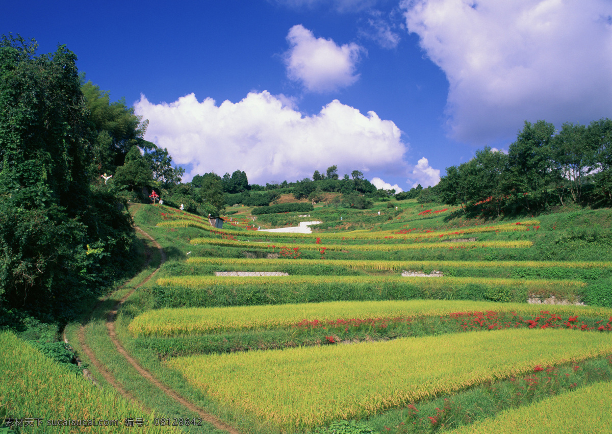 梯田 剪影 稻田 蓝天白云 山水风景 摄影图库 树木 田 自然景观 梯田剪影 槄谷 丘陵 psd源文件
