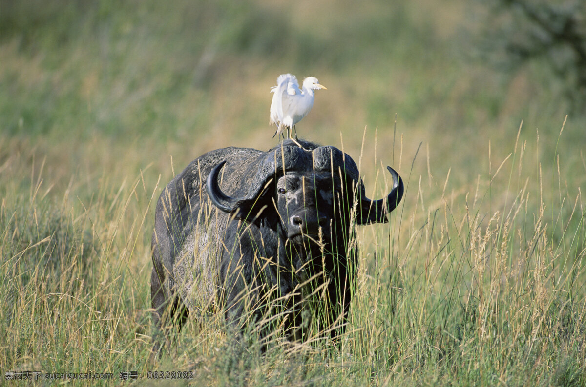 非洲 野生动物 牛 非洲野生动物 动物世界 动物 jpg图片 生物世界 摄影图片 野牛 鸟 脯乳动物 草原 陆地动物 灰色
