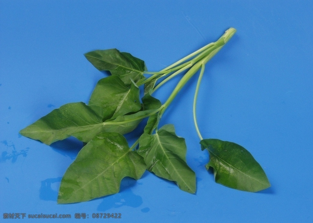 空心菜 绿色蔬菜 绿叶蔬菜 四季蔬菜 家常蔬菜 生物世界 蔬菜