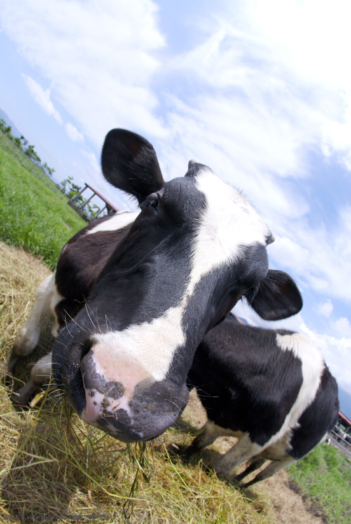動 物 表情 動物表情 家畜 牛 羊 農場 生物世界