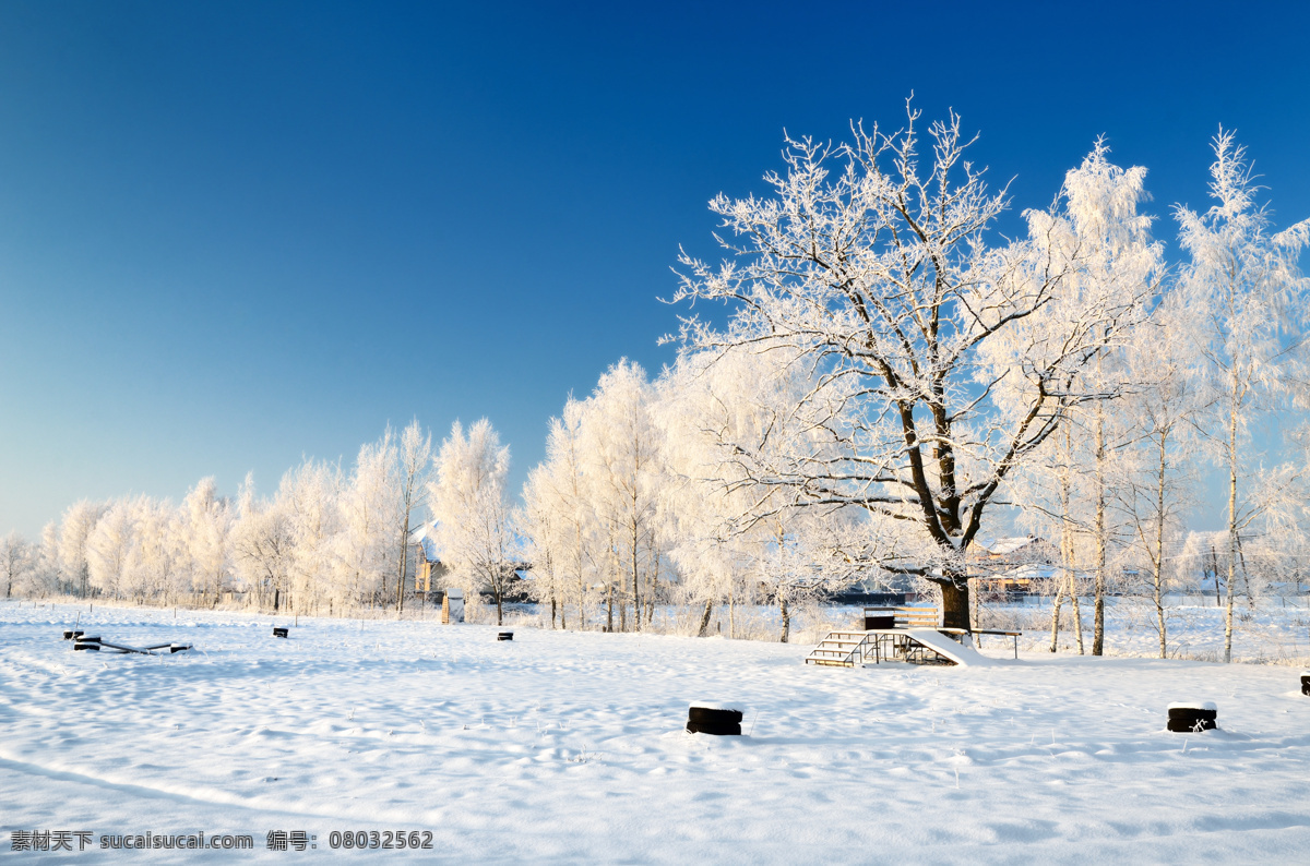 雪地大树 雪地 树叶 大树 树干 寒冷 冬天 背景 展架背景 名片背景 自然景观 山水风景