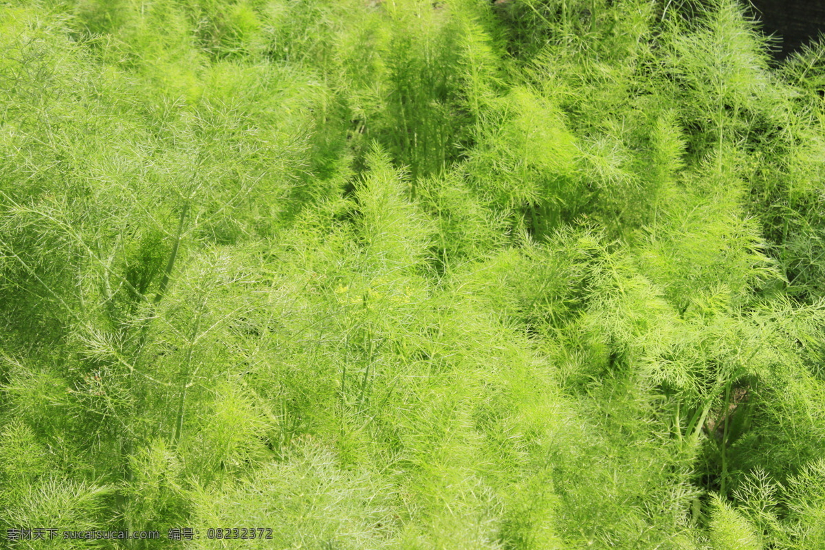 绿色 世界 采摘 春天 花草 绿色植物 生物世界 植物园 绿色世界 旺盛 psd源文件