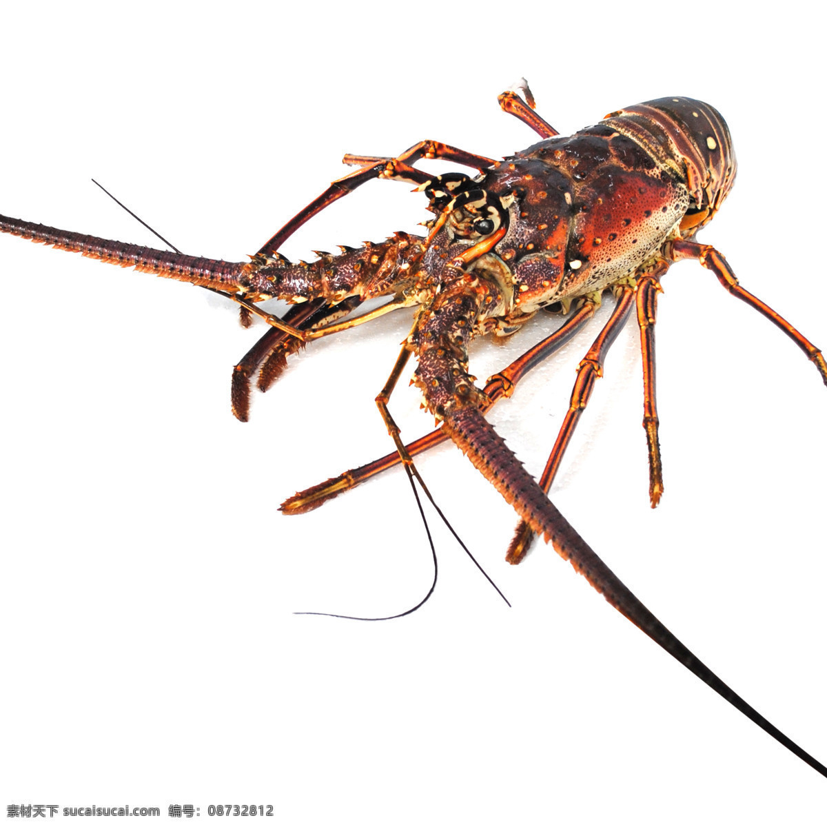 美国小蜜蜂 龙虾 虾 海洋生物 生物世界