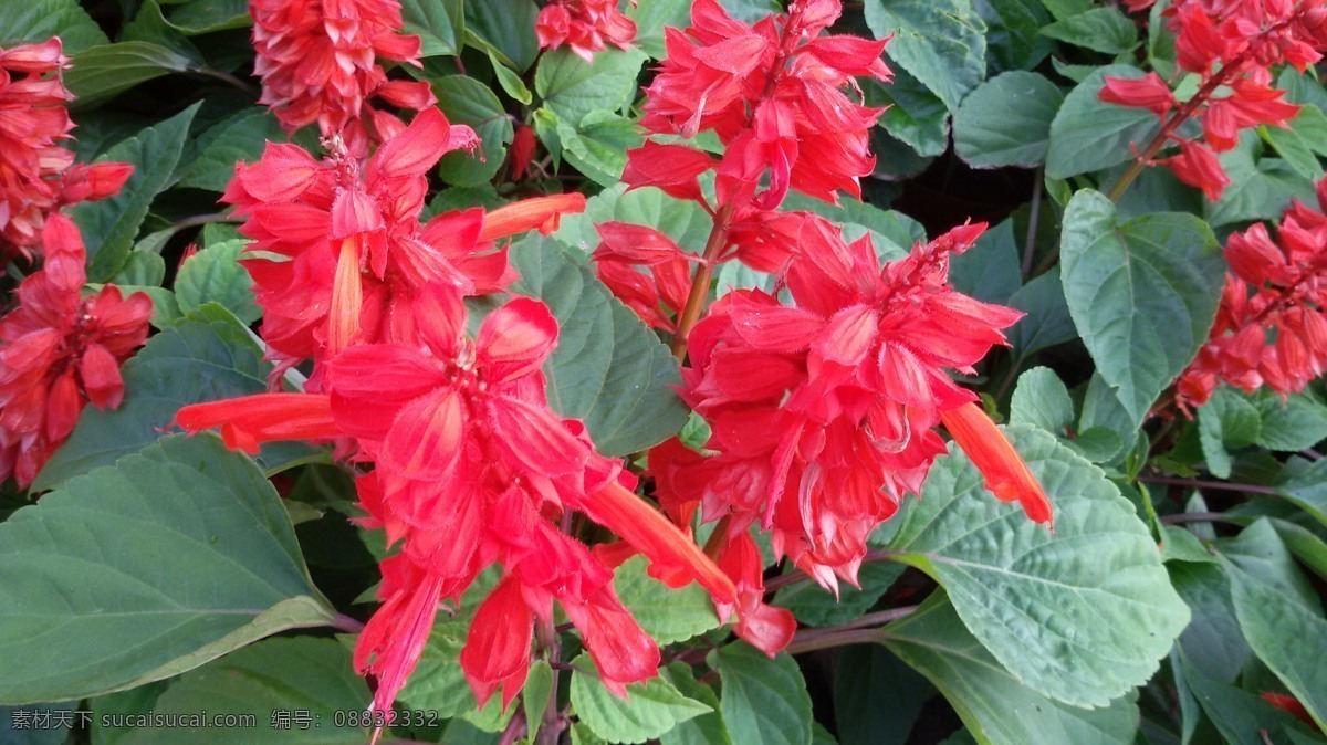 串红 串红花 花草 红色花 一串花 绿叶 园林建筑集锦 生物世界
