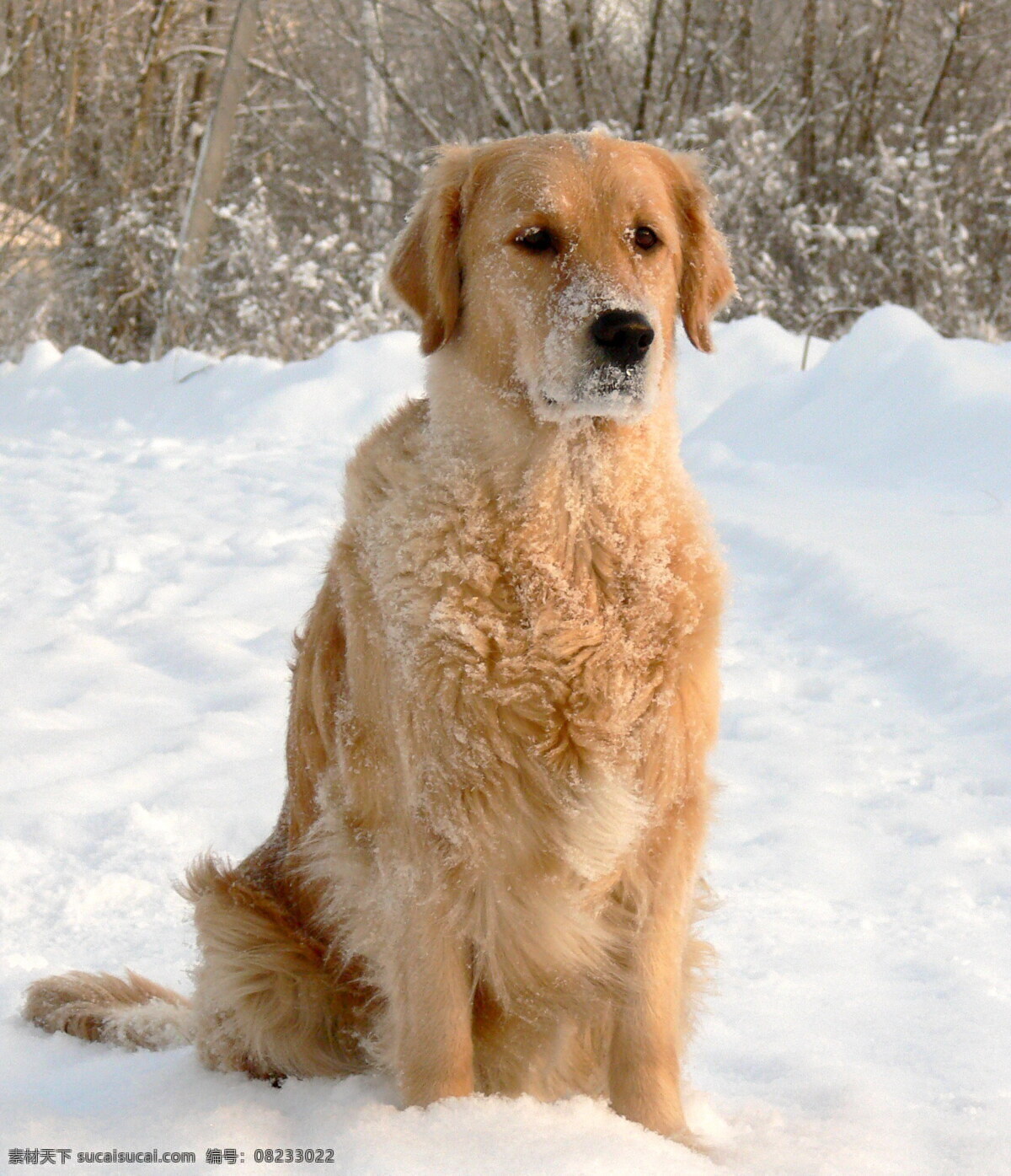 雪地 里 金毛 犬 高清 家犬 宠物狗 萌犬 萌宠 萌狗狗