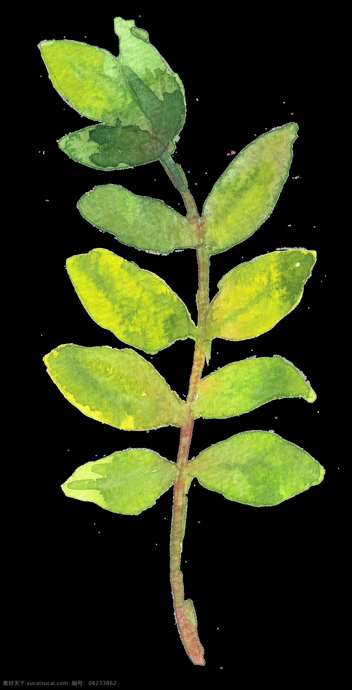红斑 枝叶 卡通 水彩 透明 植物 黄绿 透明素材 免扣素材 装饰图案