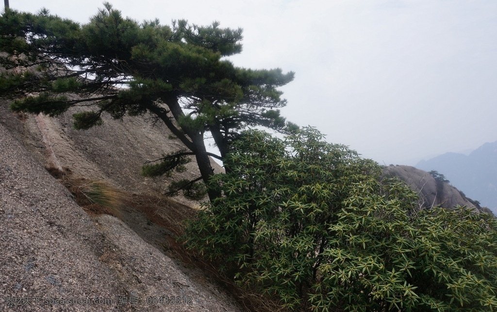 安徽黄山 黄山 黄山风景 安徽风景 安徽风光 黄山景观 黄山风景区 树木 高山 群山 安徽 安微黄山宏村 旅游摄影 自然风景