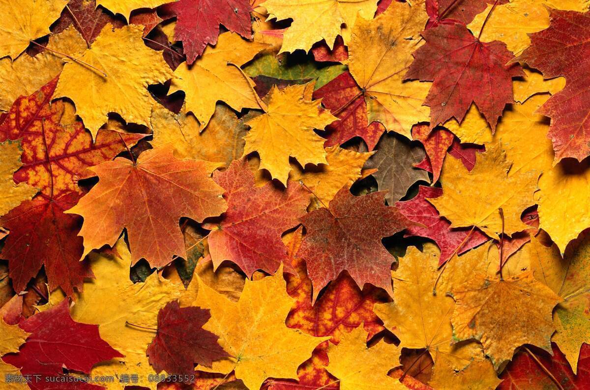 秋天 树叶 树叶背景 树叶窗帘 树叶的图片 树叶底纹 树叶图片 树叶图片素材 树叶昆虫 树叶水中倒影 生物世界