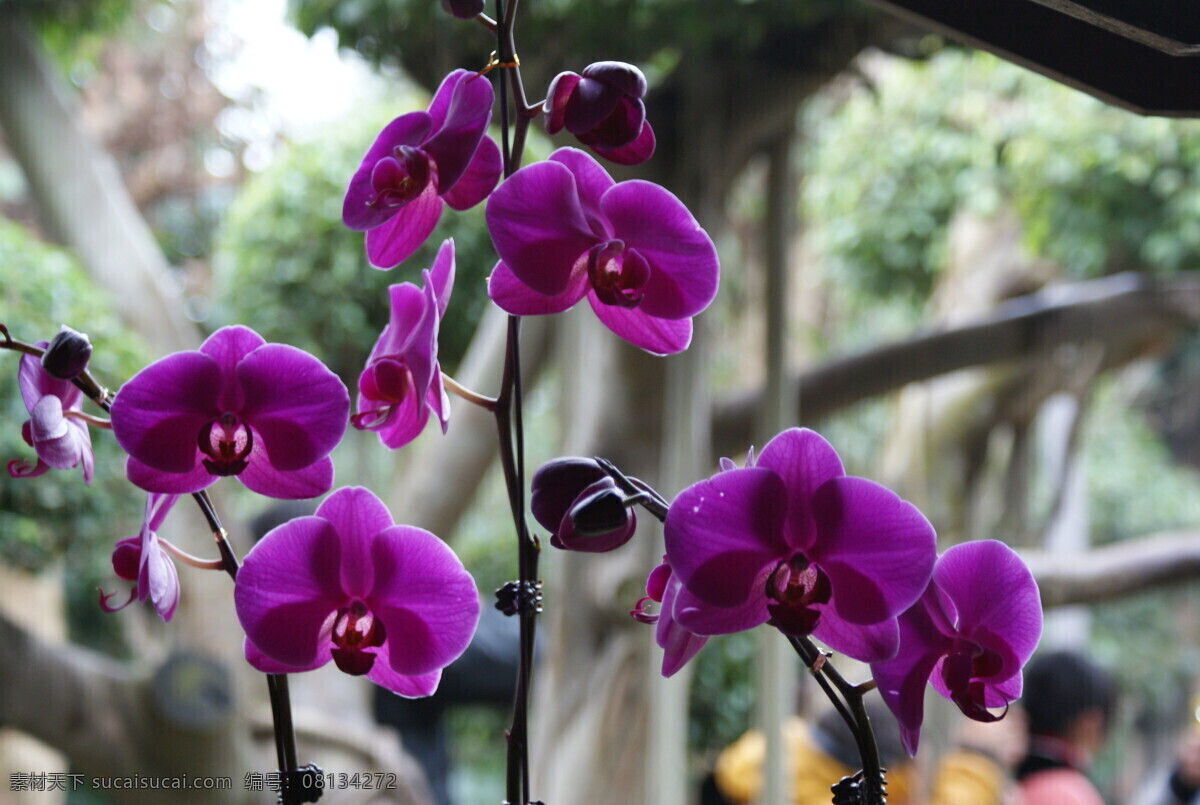 蝴蝶兰 花 植物 背景 蝴蝶 生物世界 花草