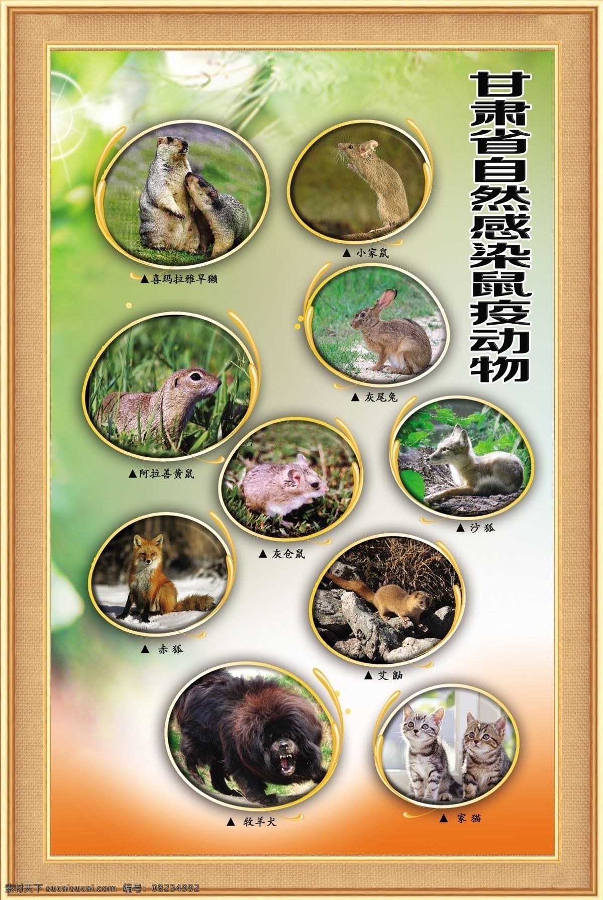鼠疫 防治策略 表格 旱獭 鼠类 草原 工作原则 传播 示意图 鼠疫动物 展板模板 广告设计模板 源文件