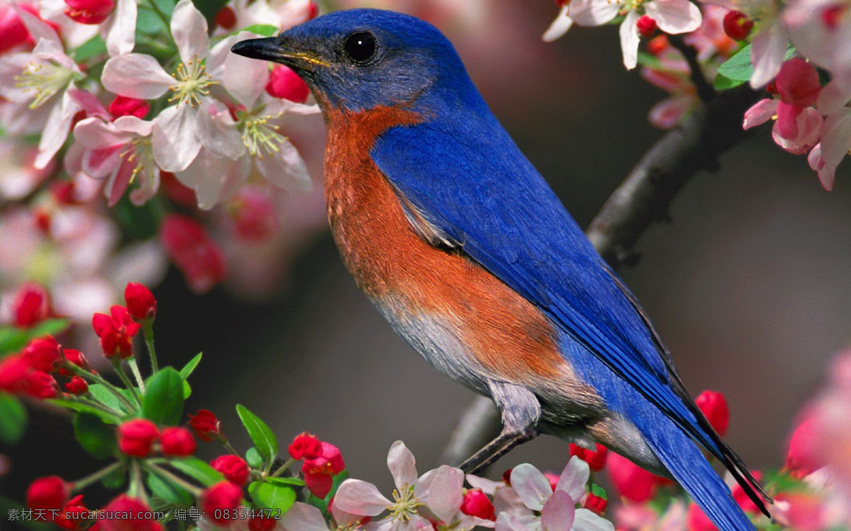 宠物 春天 飞鸟 可爱 鸟类 生物世界 树枝 小鸟 高清 枝头 飞禽走兽 psd源文件