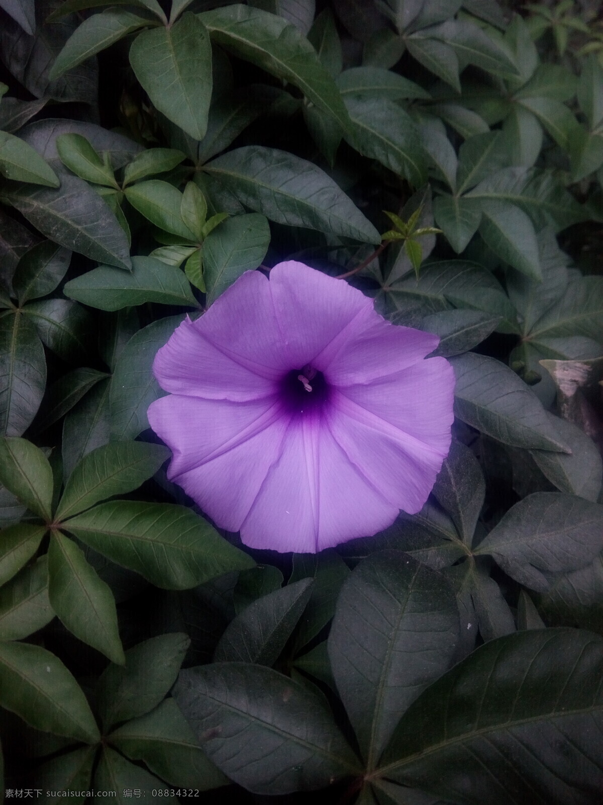 喇叭花 花草 花朵 花卉 鲜花 生物世界